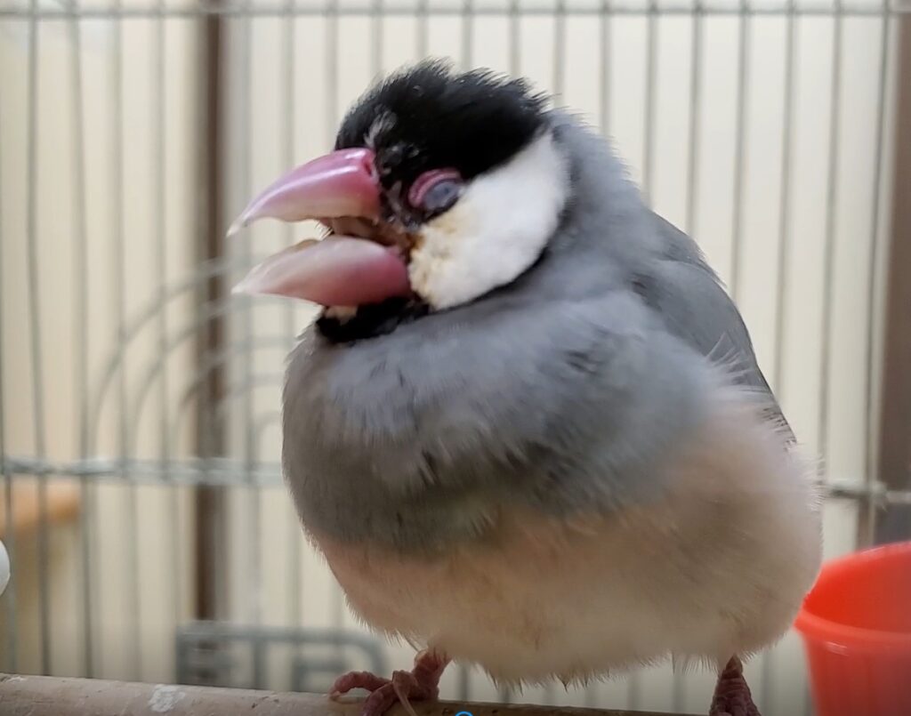 写真:状態の悪いブンチョウ:膨羽ならびに開口呼吸をしており、保定することさえも危険な状態です。