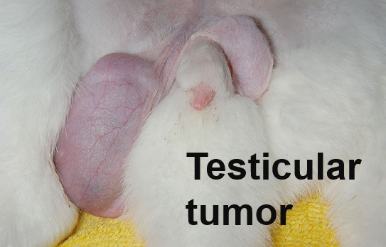 【病気】ウサギの精巣腫瘍・隠睾・精巣上体疾患