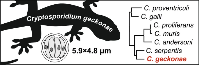 トカゲに寄生する新種のクリプトスポリジウム!?